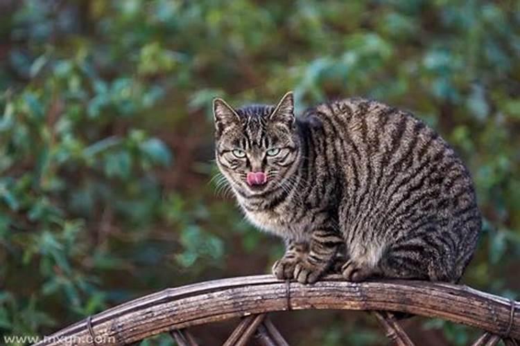 梦到猫咬我 梦到猫咬我好不好