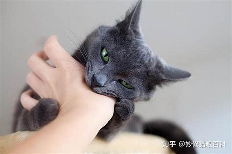 做梦梦见被猫咬是什么意思