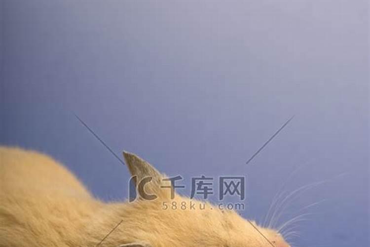 梦见黄老鼠好不好？