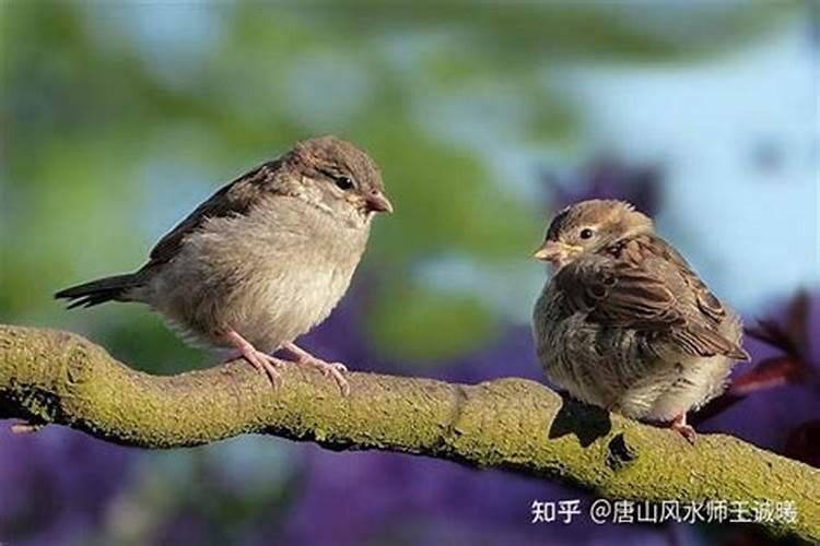 梦到麻雀是什么意思