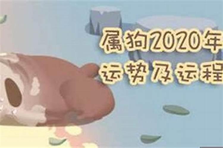 24年属狗的总体运程每月运势讲解
