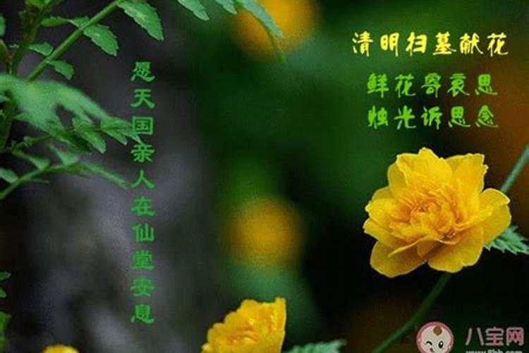 鼠年犯太岁的四个属相