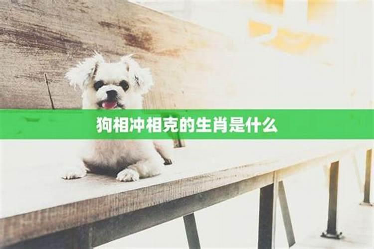 男属狗忌和啥属婚配