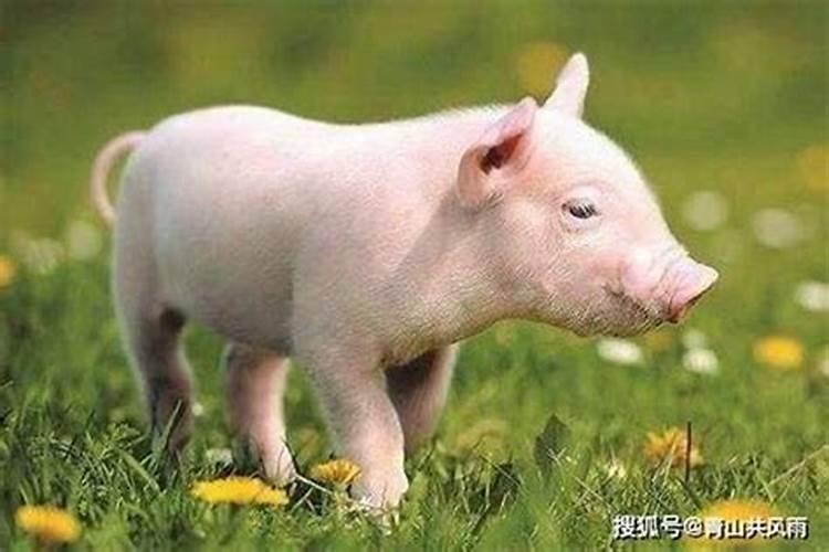 2025年属鸡犯太岁吗