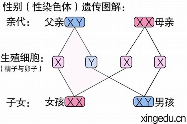 越是命好的越生儿子吗 是不是生儿子的女人命都好？