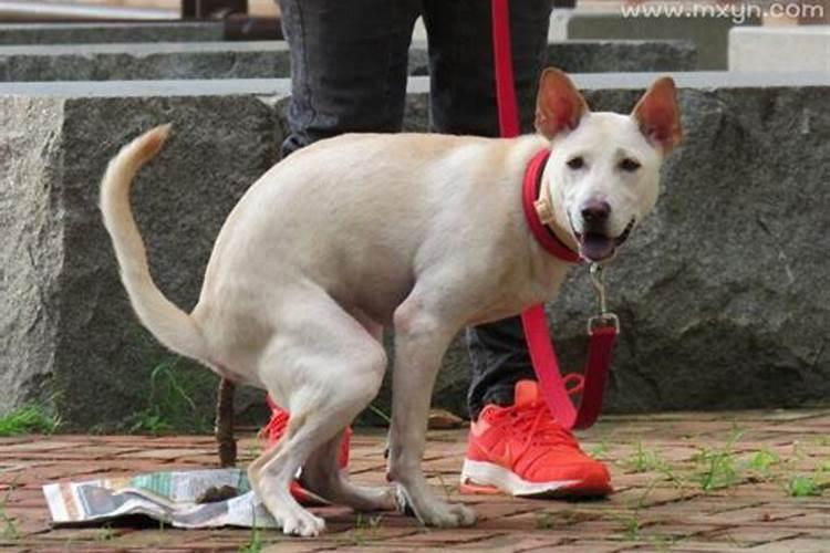 女人梦见地上有几堆屎预示着什么