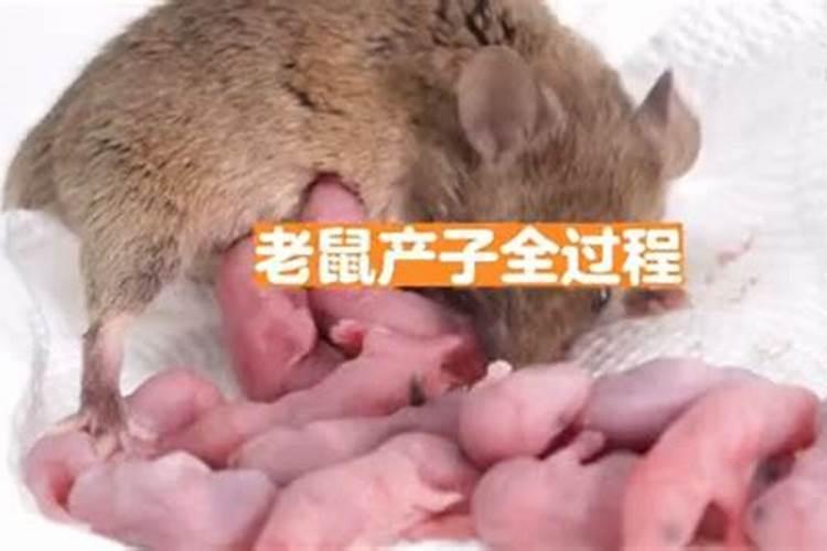 怀孕梦见好多老鼠是什么意思？