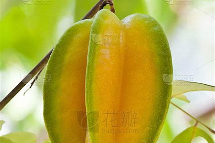 梦见摘杨桃是什么意思？