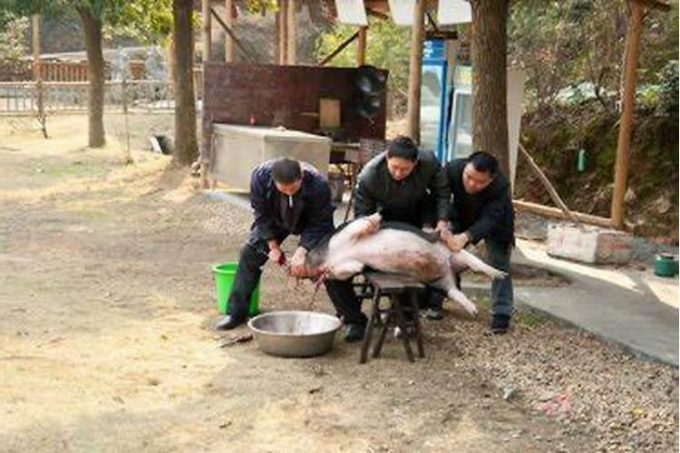 周公解梦梦见杀猪流血是什么意思 周公解梦梦见杀猪流血预兆什么