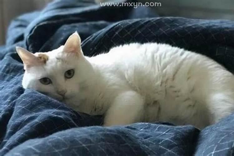 梦见很多猫进屋子赶不走的预兆