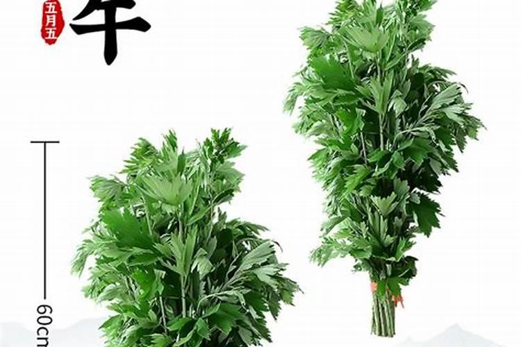 端午节艾草一般放几根