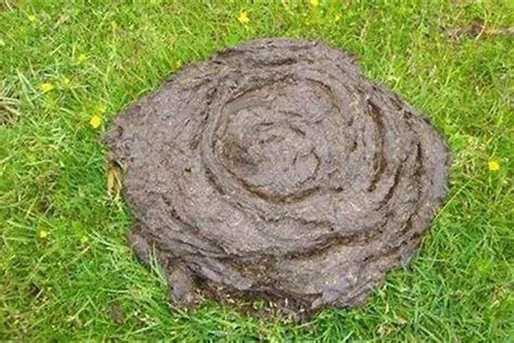 梦见遍地的牛粪的预兆