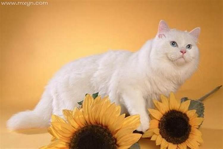 男人梦见猫是什么预兆