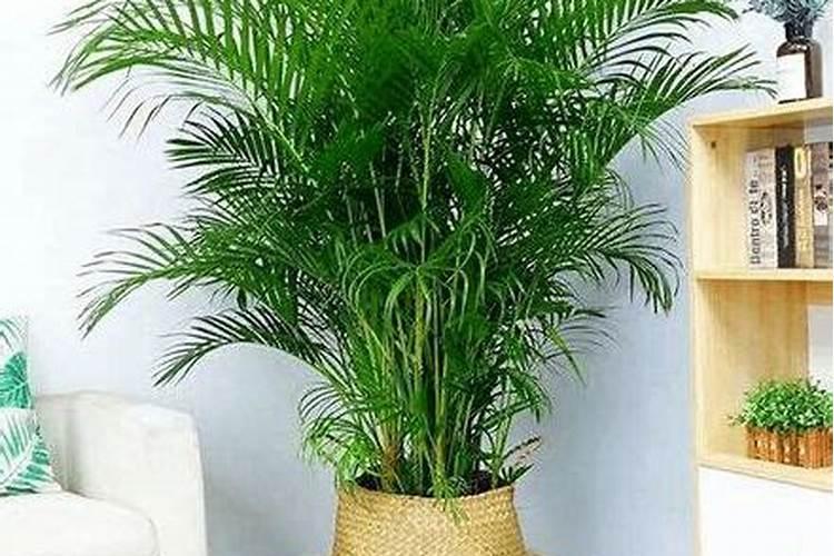 阳台放什么植物可最旺财挡煞
