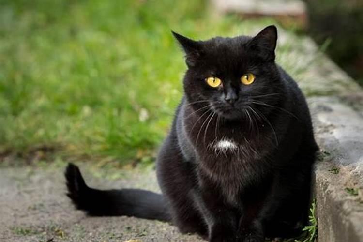 梦见一只好凶的黑猫攻击我的预兆