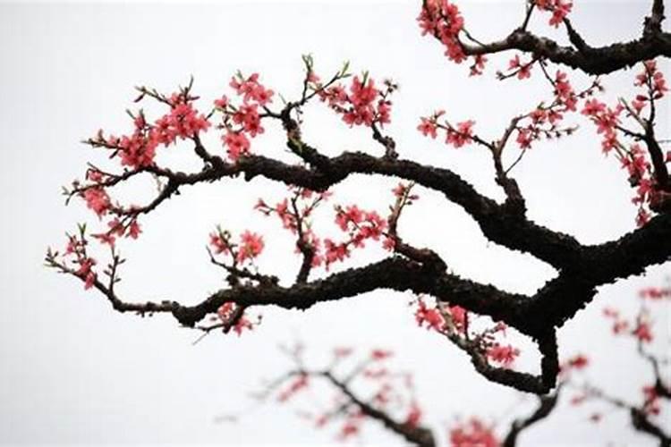 “桃花”是什么意思？