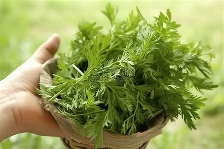 端午节艾蒿有什么讲究