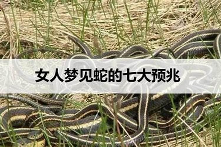 梦见群蛇是什么意思
