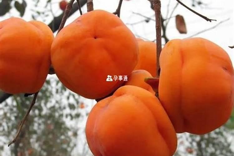 梦见柿子树上结满柿子是什么意思 梦到柿子树上结满柿子是什么预兆