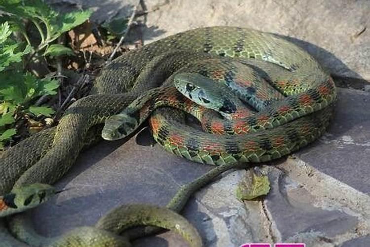 男猪女龙的婚姻怎么样
