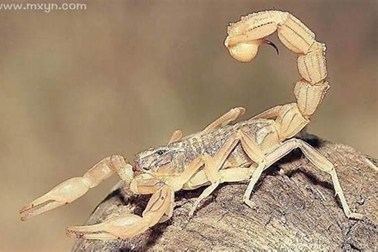梦到蝎子是什么预兆？