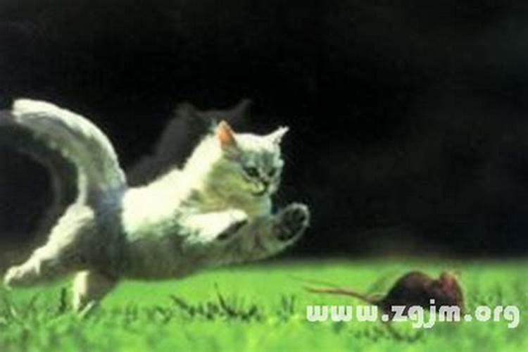 梦到老鼠和猫是什么意思