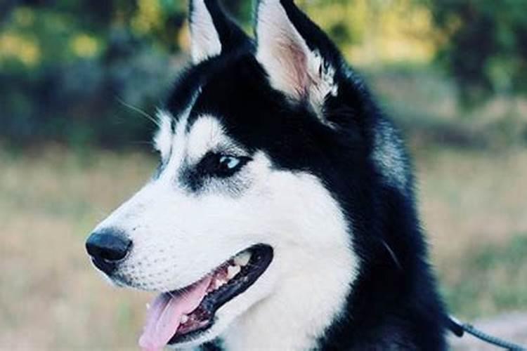 女人梦见幼犬的七大预兆
