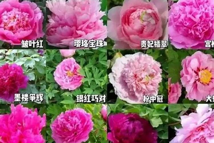 杏花、山茶花、杜鹃、荷花、芙蓉、腊梅、菊花、桂花、石榴、栀子花分别...