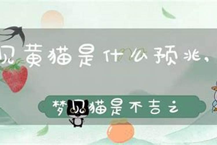 女人梦见黄猫的七大预兆