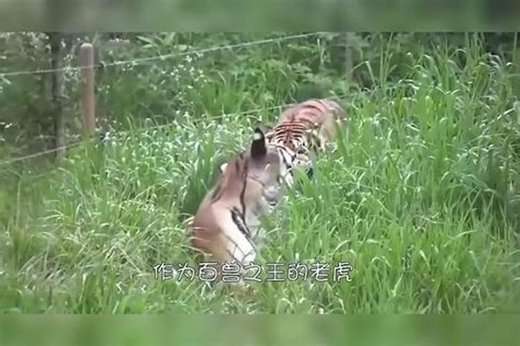 梦见吓走老虎的预兆