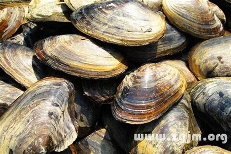 梦见河蚌是什么意思 梦见河蚌的寓意