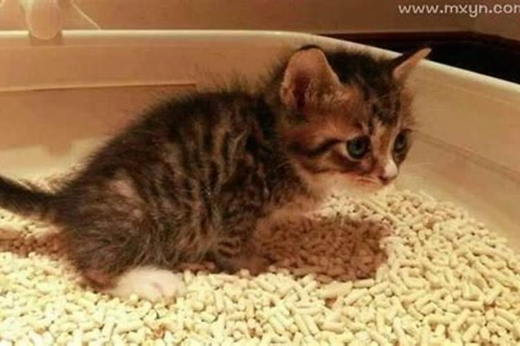 梦见猫拉屎的预兆