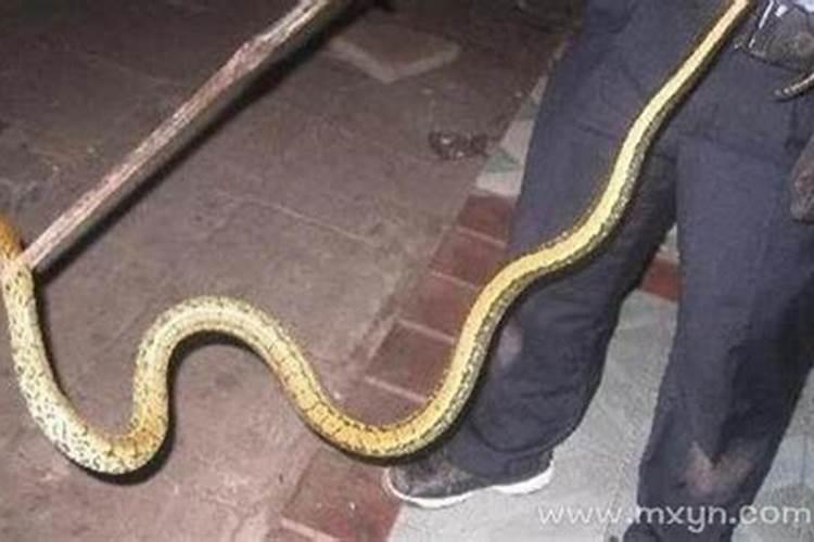 梦见小蛇被别人踩死了的预兆