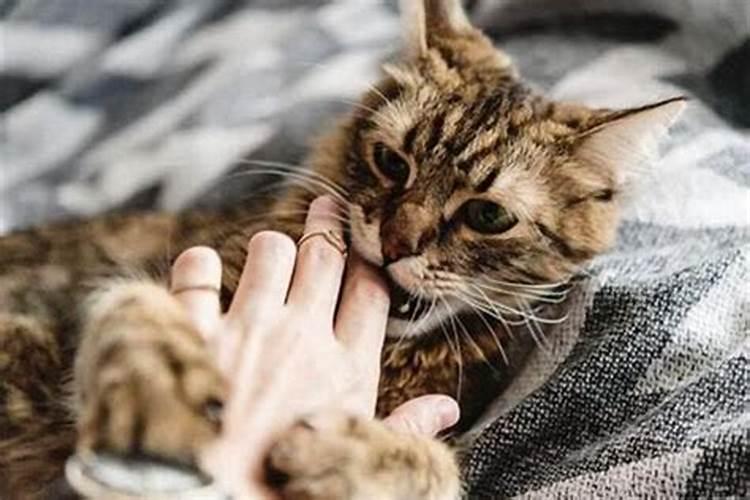 梦见被猫咬手不松口是什么预兆