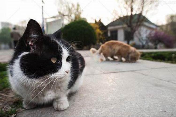 梦见和黑猫很亲密的预兆