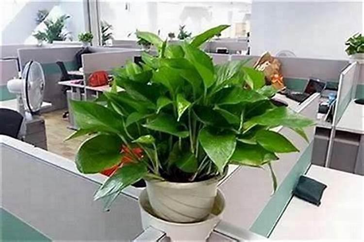 风水学办公室放什么植物好