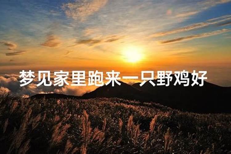 梦见家里进小偷在厨房的预兆