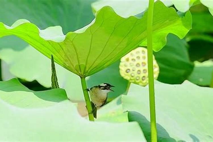 梦见彩色小鸟在飞的预兆