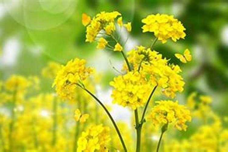 梦见黄花是什么意思