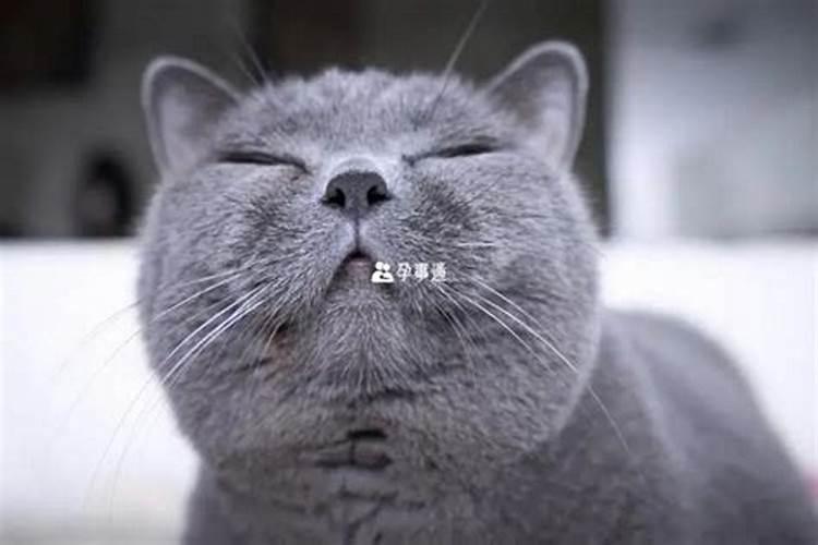 梦见猫是什么预兆周公解梦