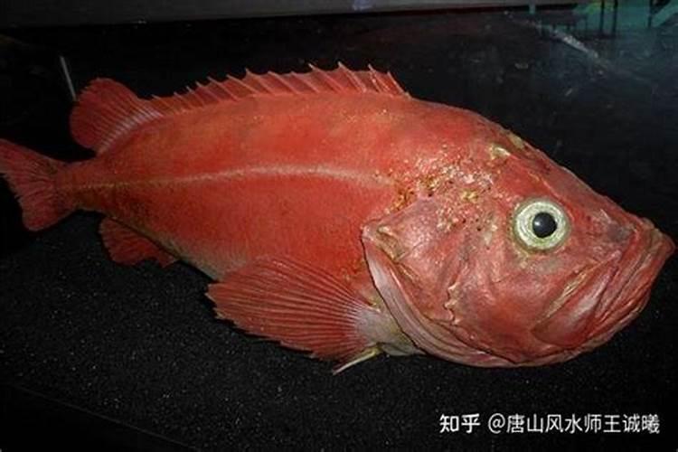 梦见红色的鱼是什么意思