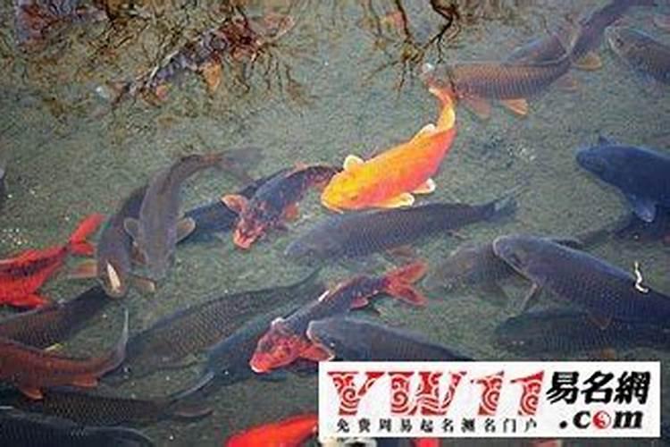 周公解梦梦见蛇吃鱼是什么意思 周公解梦梦见蛇吃鱼的含义