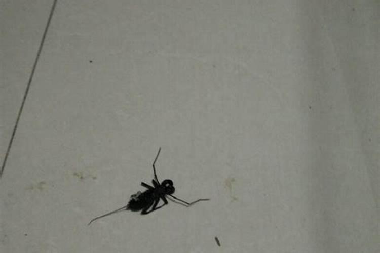 女人梦见大便拉出虫子
