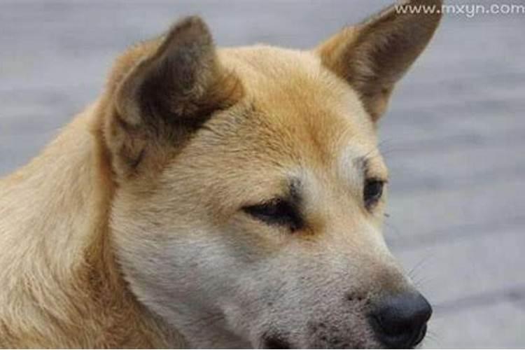 做梦梦到买大蒜是什么兆头
