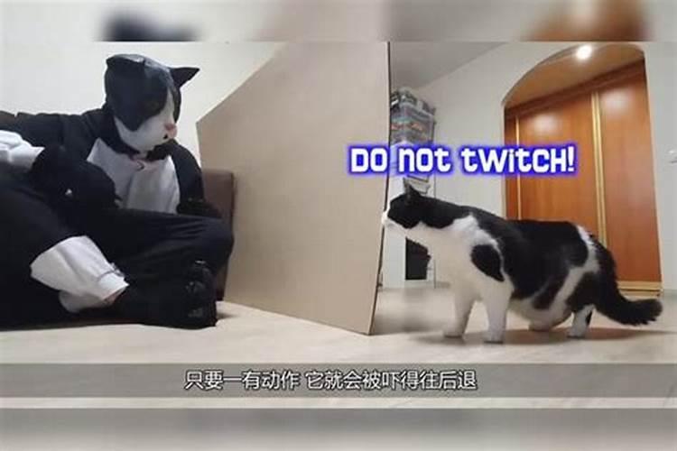 梦见朋友杀猫的预兆