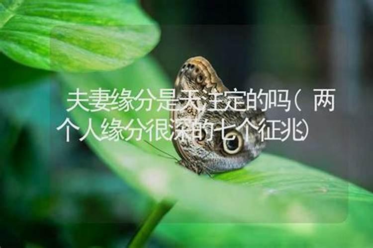 夫妻宫相合是什么意思 有哪些男女八字是相合的？