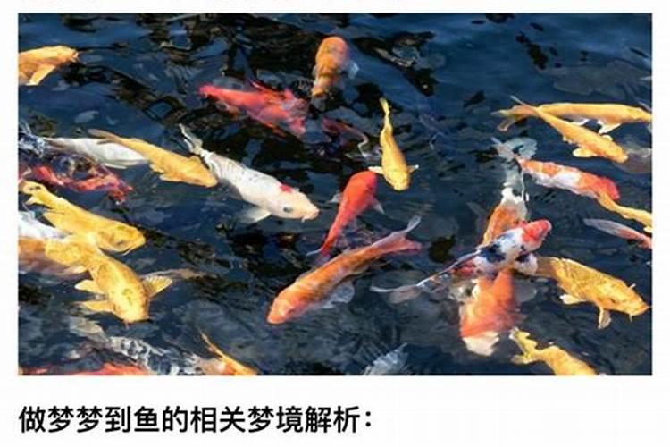 梦见马桶里跳出很多鱼的预兆