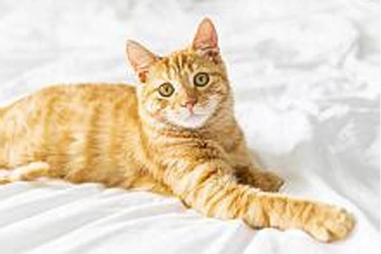 梦见猫在对我说话是什么意思啊？
