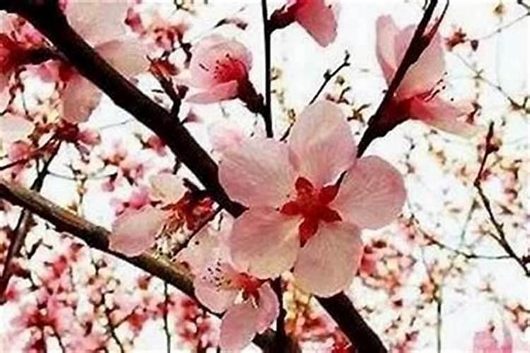 从八字看桃花 老公命里带桃花能破吗