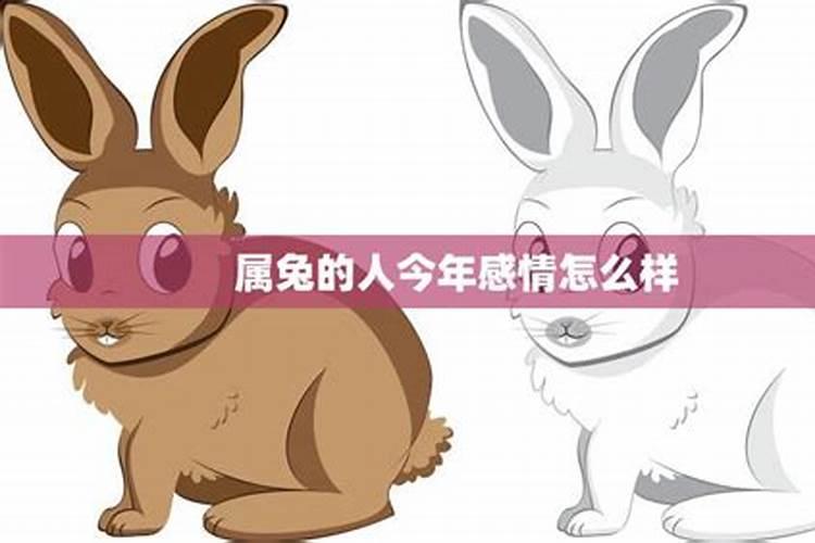 属兔1987年出生今年的运势怎样